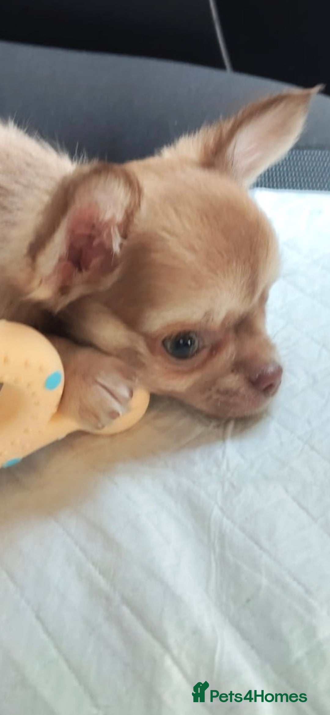 Chihuahua dogs for sale: Have 4 beautiful full chihuahua pups  - Image 1