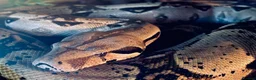 Boa Snake reptiles for sale: Male boa constrictor and 6ft enclosure in Sutton Coldfield - Advert 1