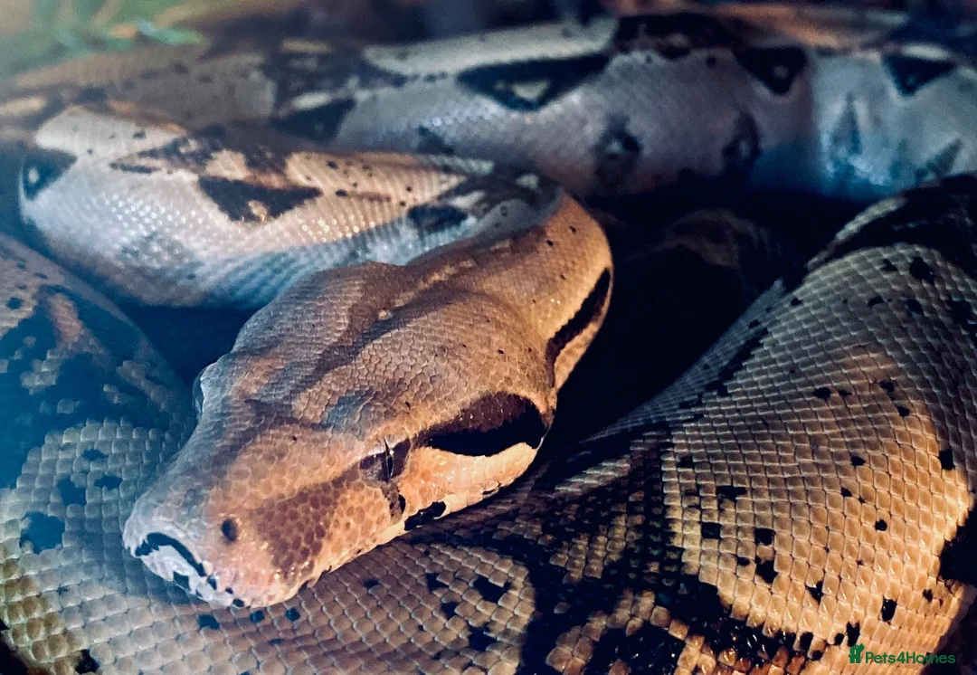 Boa Snake reptiles for sale: Male boa constrictor and 6ft enclosure in Sutton Coldfield - Advert 1