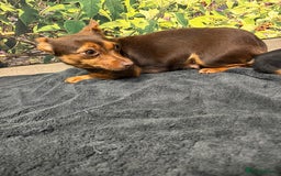 Jack Russell dogs for sale: Beautiful Miniature Jack Russel puppy  - Image 4