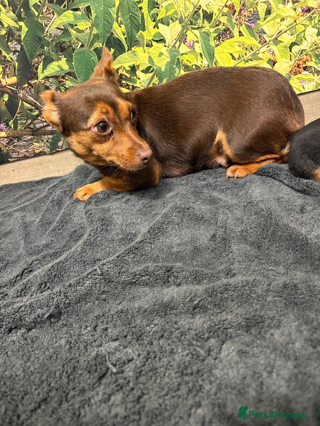 Jack Russell dogs for sale: Beautiful Miniature Jack Russel puppy  - Image 4