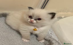 Ragdoll cats for sale: Fluffy, Gentle, Cuddly, Affectionate Kittens - Image 6