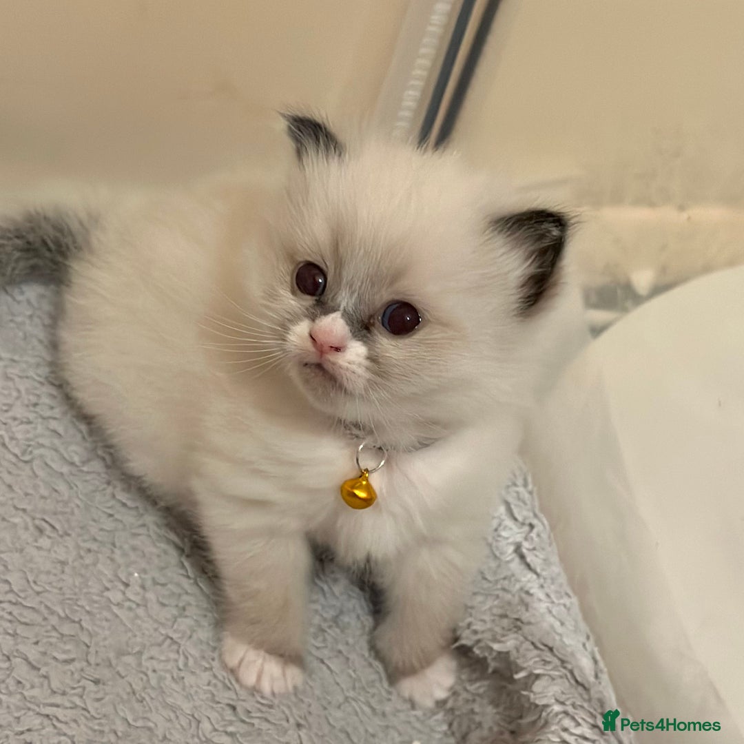 Ragdoll cats for sale: Fluffy, Gentle, Cuddly, Affectionate Kittens - Image 6