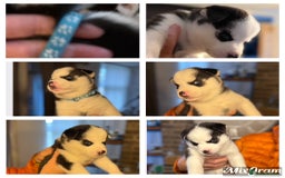 Siberian Husky dogs for sale: Siberian husky puppy’s for sale  - Advert 27