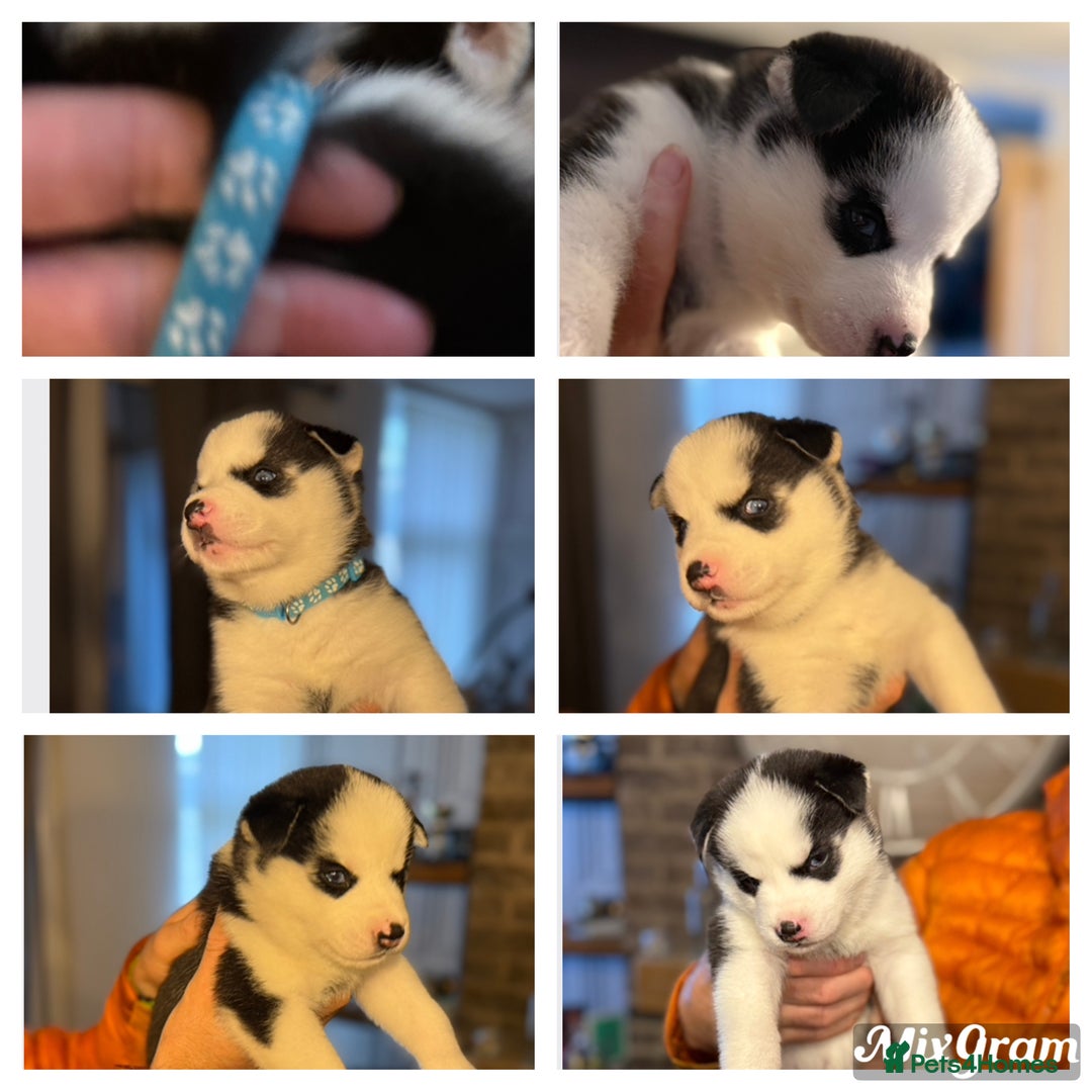 Siberian Husky dogs for sale: Siberian husky puppy’s for sale  - Advert 27