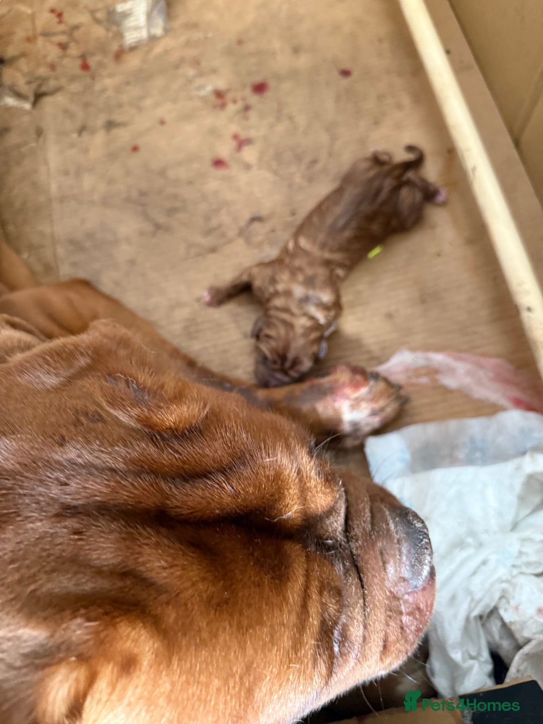 Dogue De Bordeaux dogs for sale: Stunning litter kc Dogue de Bordeaux puppies - Image 10
