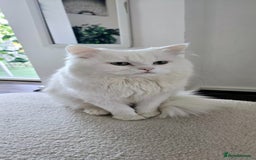 Mixed Breed cats for sale: Indoor, Half Persian Cat – Ideal for a Quiet Home - Image 8