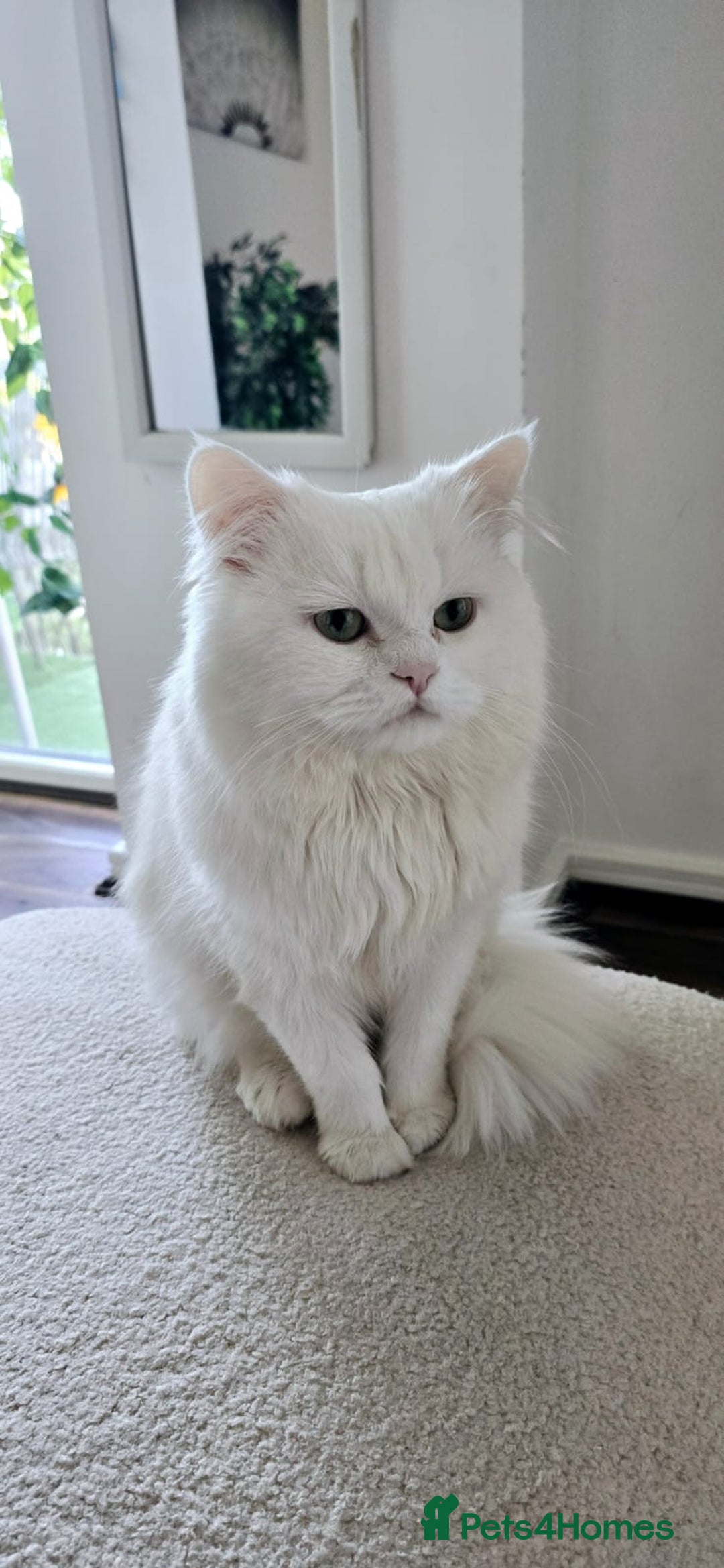 Mixed Breed cats for sale: Indoor, Half Persian Cat – Ideal for a Quiet Home - Image 8