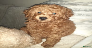Toy Poodle dogs - Advert 2