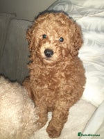 Toy Poodle dogs - Advert 2