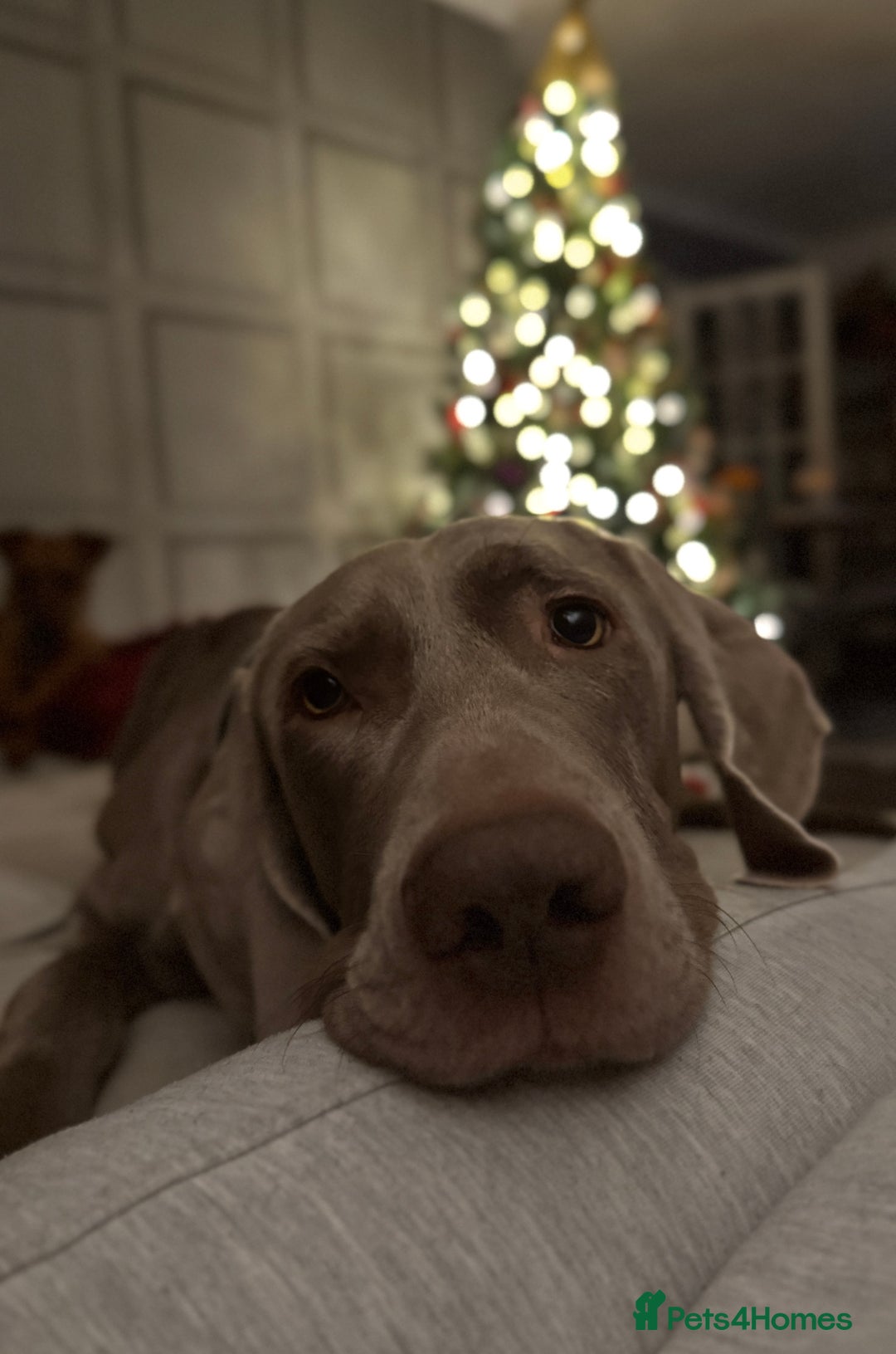 Weimaraner dogs for stud: KC Weimaraner for stud  - Advert 9