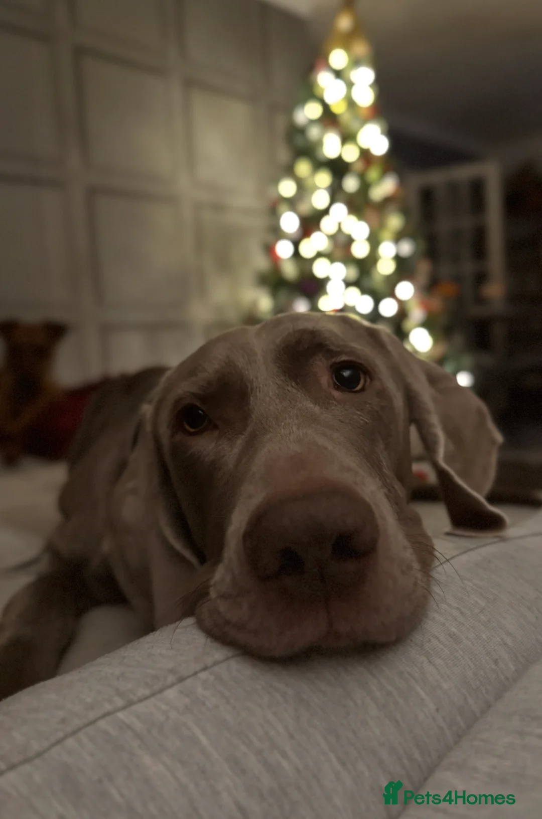 Weimaraner dogs for stud: KC Weimaraner for stud  - Advert 9