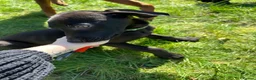 Mixed Breed dogs for sale: Dobermann x weimeraner puppies  in Bolton - Advert 10