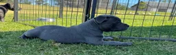 Staffordshire Bull Terrier dogs for sale: Pure blue big chunky pups out for good homes in Crawley - Advert 4