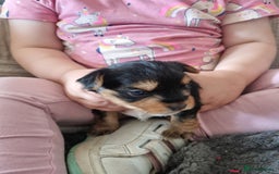 Yorkshire Terrier dogs for sale: 3 yorkshire terrier puppies - Image 6
