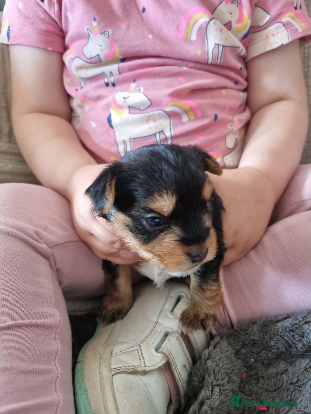 Yorkshire Terrier dogs for sale: 3 yorkshire terrier puppies - Image 6