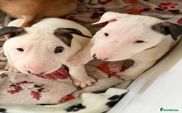 English Bull Terrier dogs Top Quality English bull terriers! - Advert 3