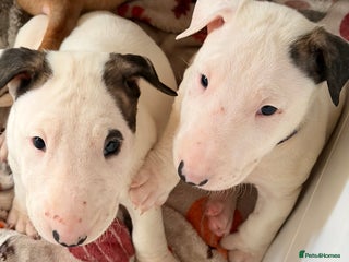English Bull Terrier dogs Top Quality English bull terriers! - Advert 7