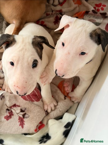 English Bull Terrier dogs Top Quality English bull terriers! - Advert 3