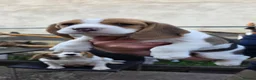 Beagle dogs for sale: 🐾Beautiful Beagle Puppies For Sale!🐶💕 - Advert 24