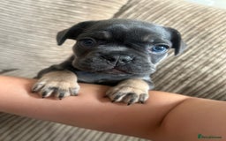 French Bulldog dogs for sale: French Bulldogs - READY NOW - Image 3