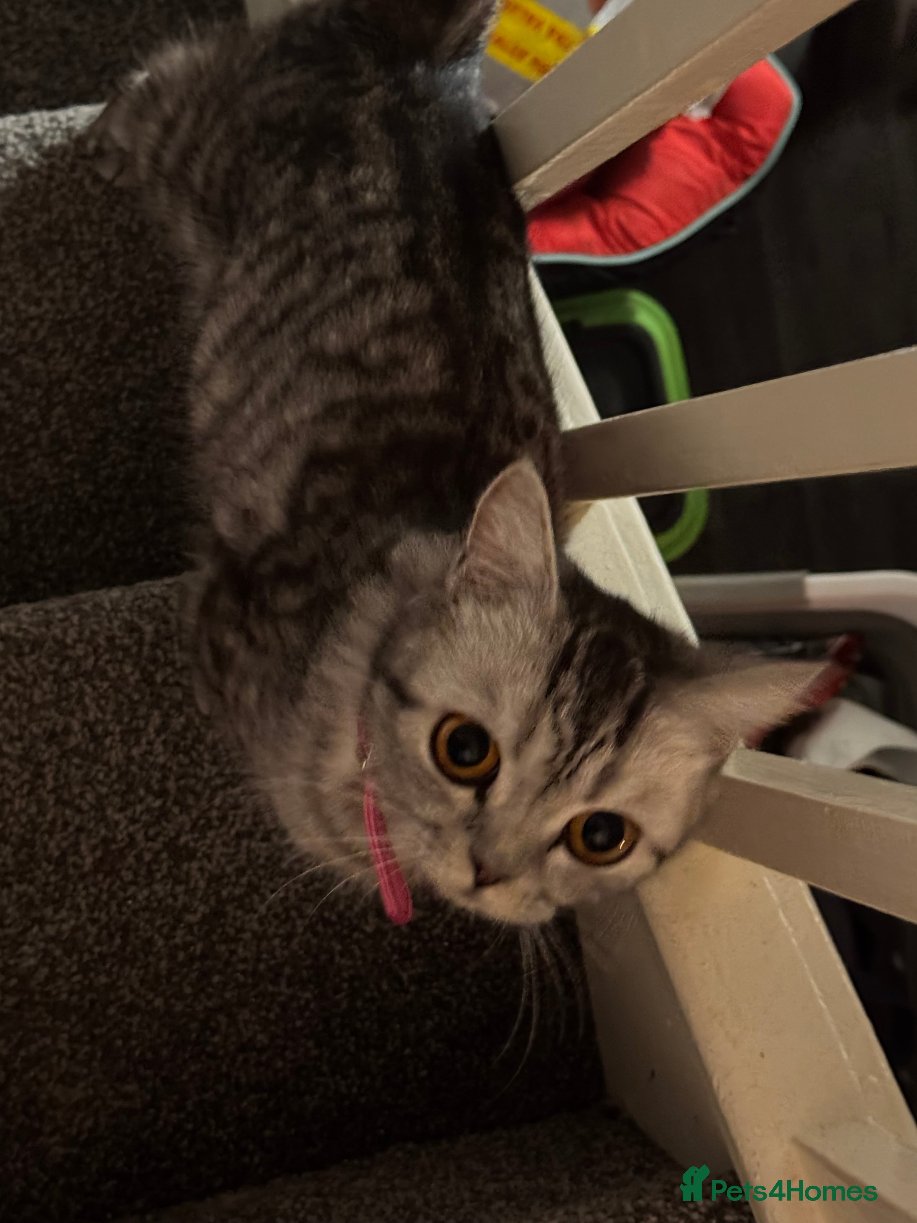 Persian cats Persian silver tabby - Advert 1