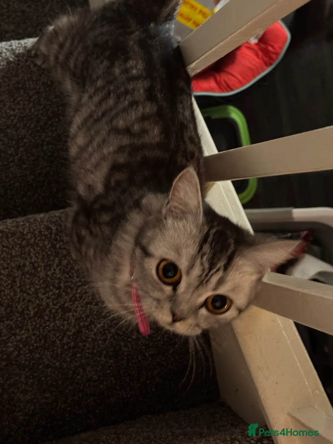 Persian cats for sale: Persian silver tabby - Advert 1