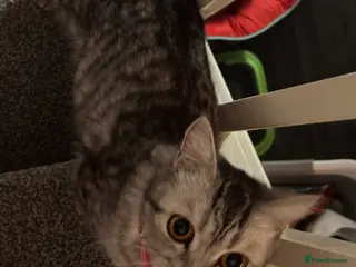 Persian cats Persian silver tabby - Advert 1