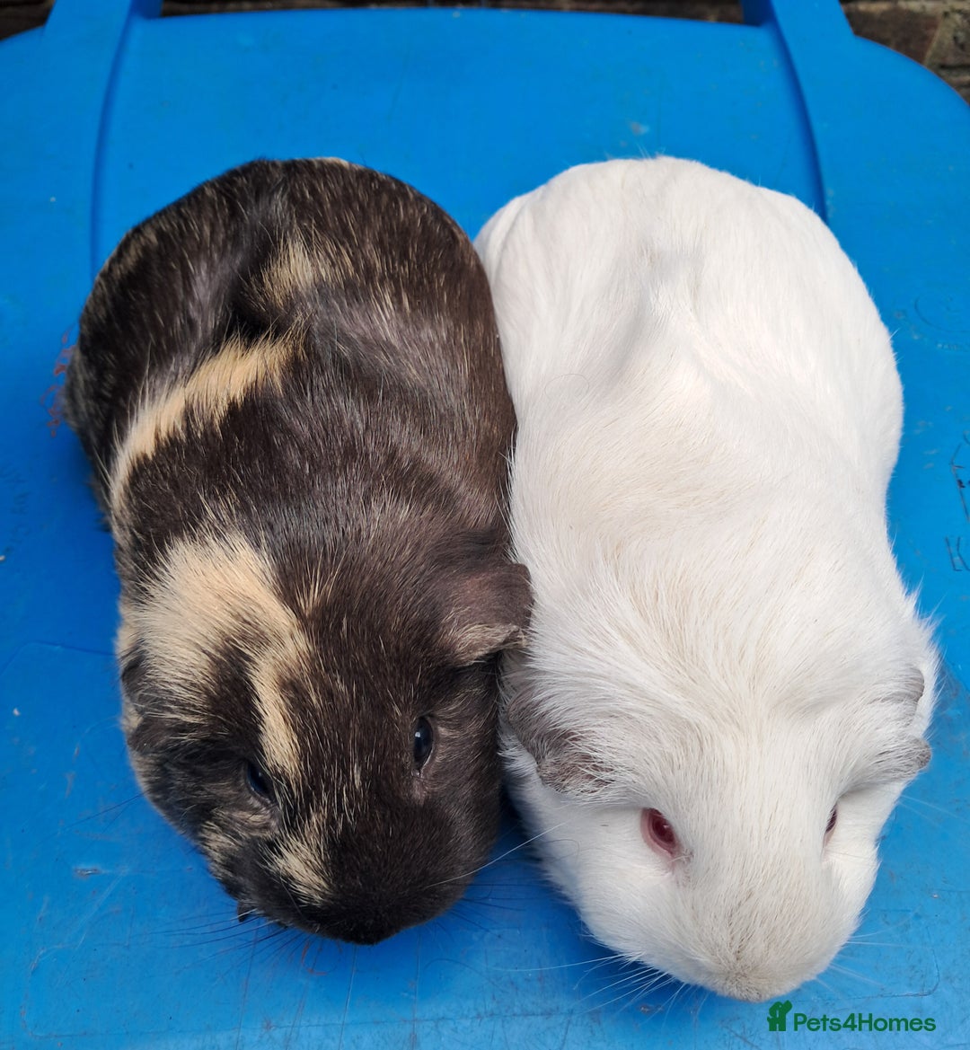 Guinea Pig rodents for sale: Adult female guinea pigs for sale  - Image 4
