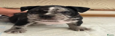 American Bully 7