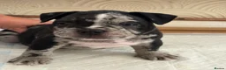 American Bully dogs for sale: 🌟BANK HOLIDAY SPECIAL🌟 Pocket bully pups 😍🐶🏆  - Advert 23