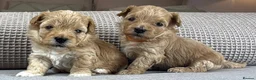 Maltipoo dogs for sale: SEE ALL OUR PUPPIES ON INSTA. OAKWELL RETRIEVERS  - Advert 24
