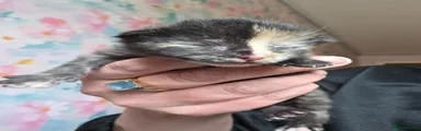 Tortieshell 