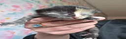 Mixed Breed cats for sale: Gorgeous kittens available  - Advert 4