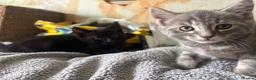 Mixed Breed cats for sale: 3 kittens  - Advert 8