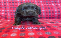 Cocker Spaniel dogs for sale: KC registered working cocker spaniels ready 23/11 - Image 15
