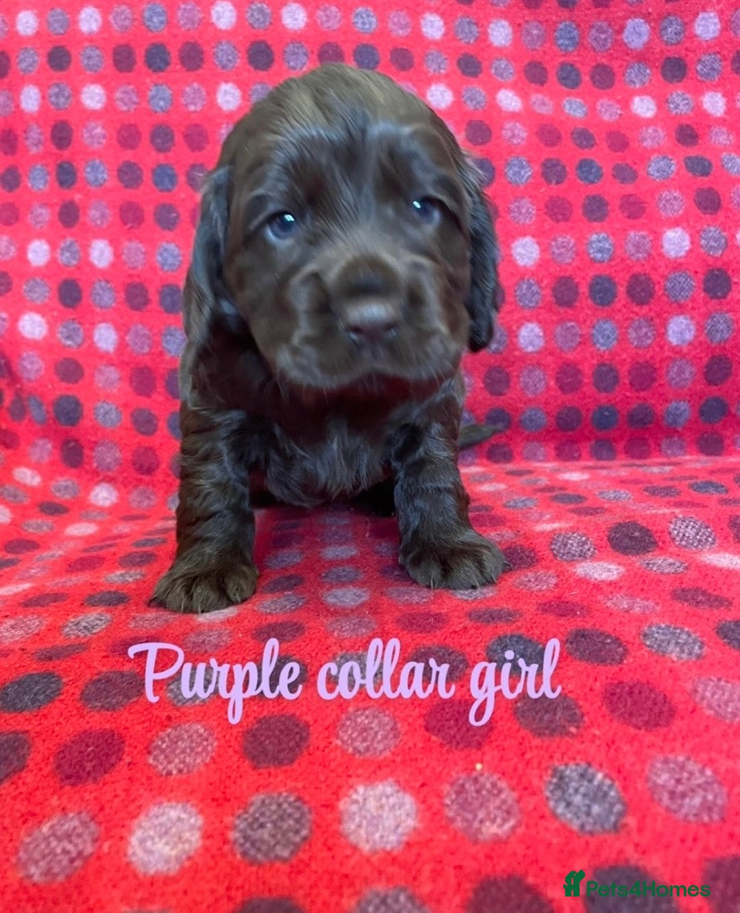 Cocker Spaniel dogs for sale: KC registered working cocker spaniels ready 23/11 - Image 15