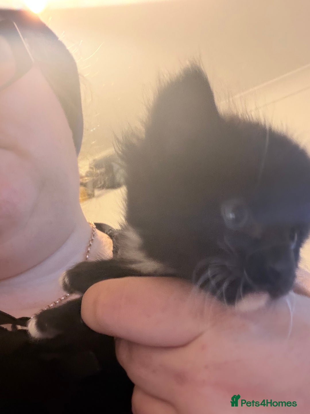 Maine Coon cats for sale: TICA reg adorable Maine Coon baby kittens  - Advert 22