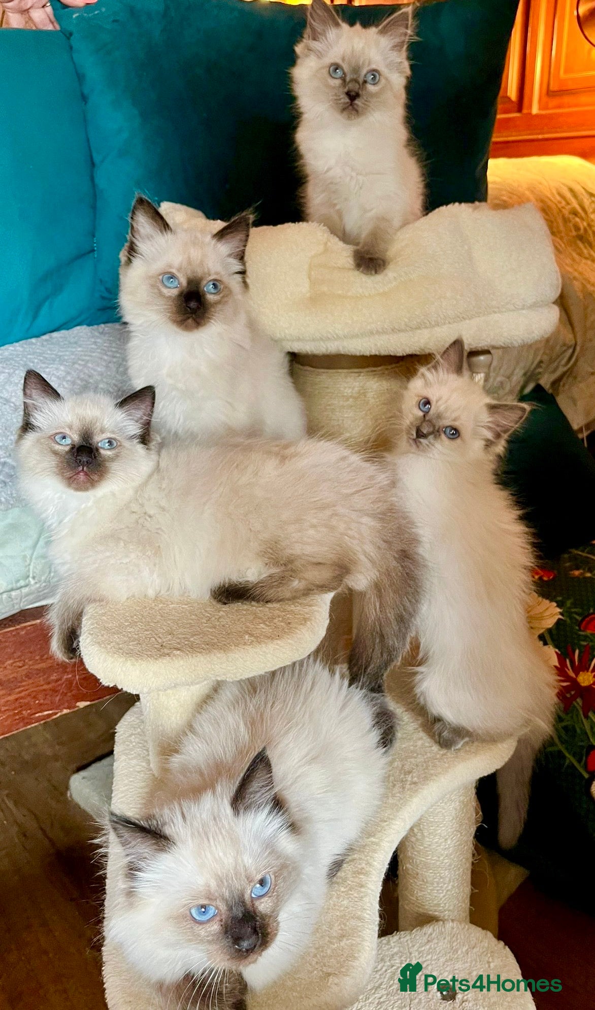 Ragdoll cats Adorable purebred Ragdolls  - Advert 9