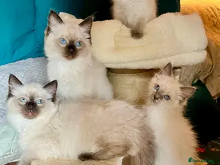 Ragdoll cats Adorable purebred Ragdolls - Advert 9