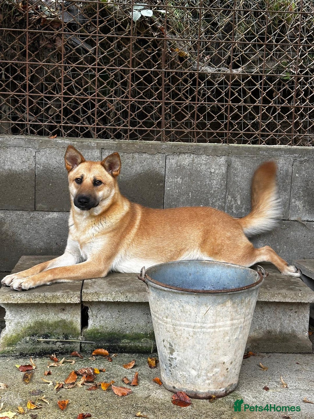 Mixed Breed dogs for adoption: Eva is ready for a second chance  - Advert 5