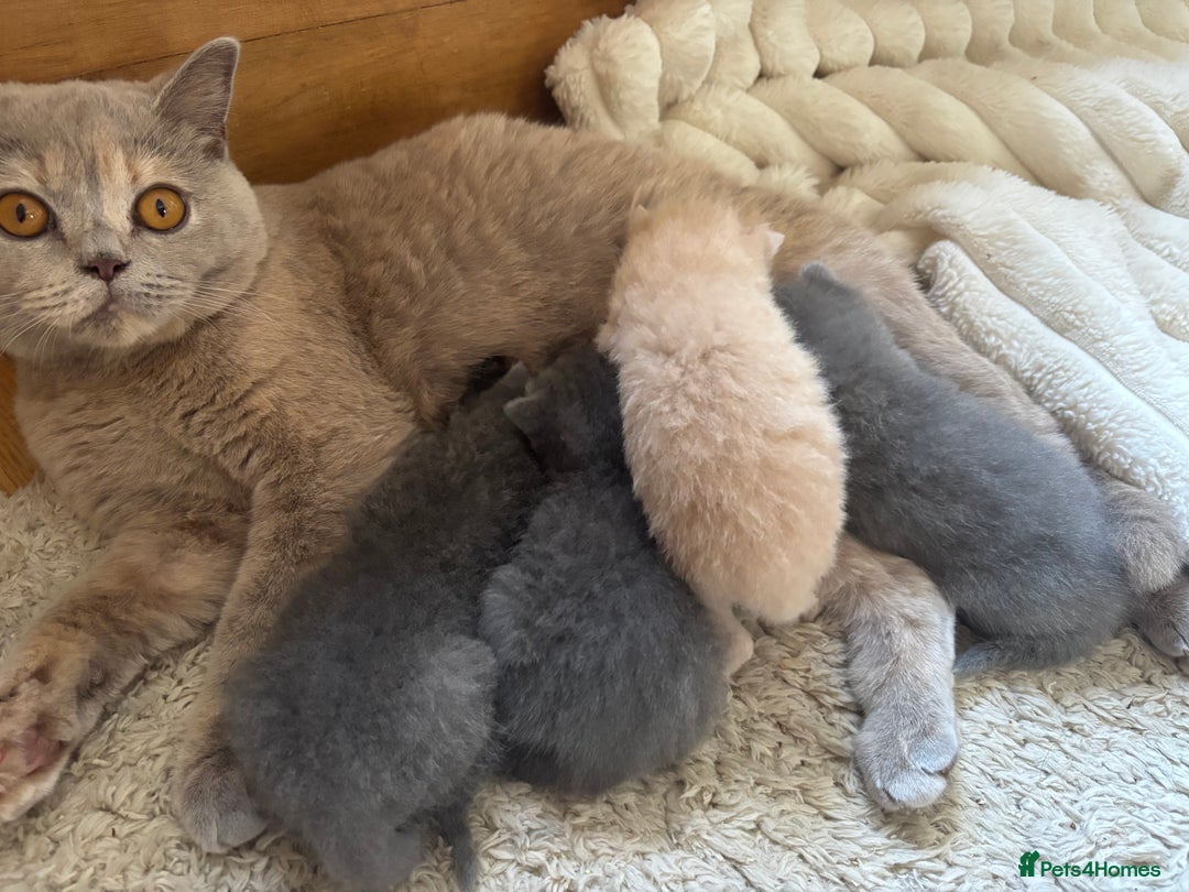 British Shorthair cats for sale: Stunning British Blue Shorthair Kittens - Image 7