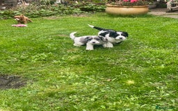 Cavapoo dogs for sale: Cottage Cavapoo Puppies  - Image 6