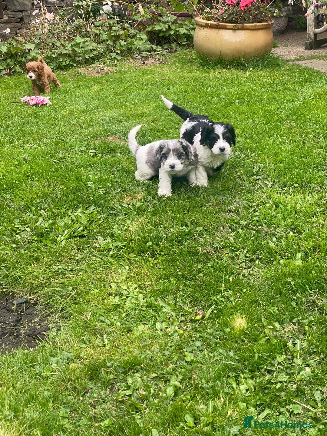 Cavapoo dogs for sale: Cottage Cavapoo Puppies  - Image 6
