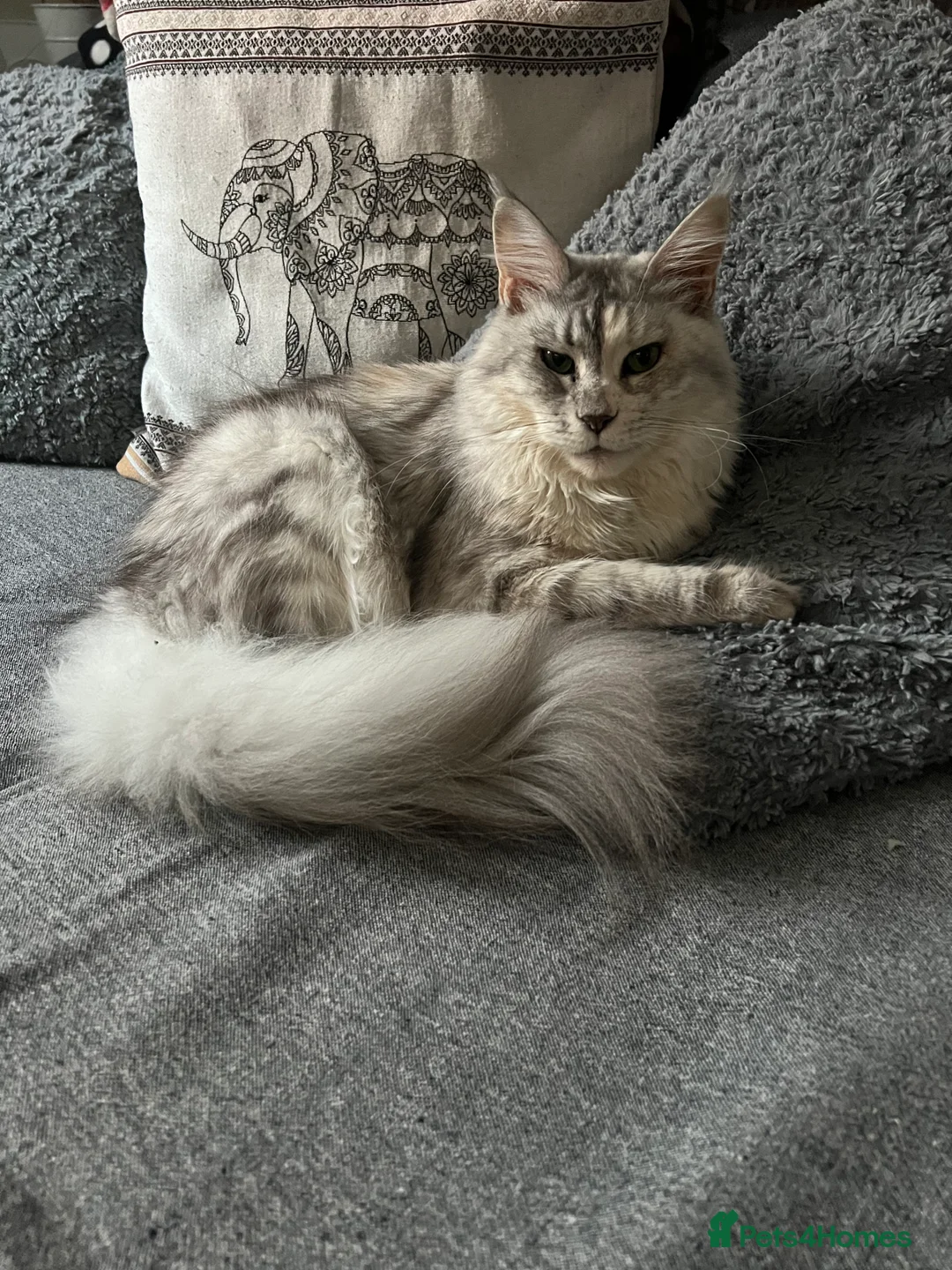 Maine Coon cats for sale: Maine coin Queen  in London - Advert 1