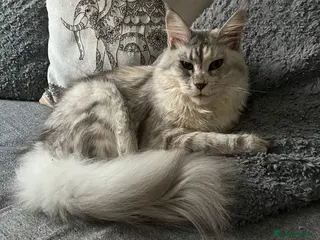 Maine Coon cats Maine coin Queen in London - Advert 10