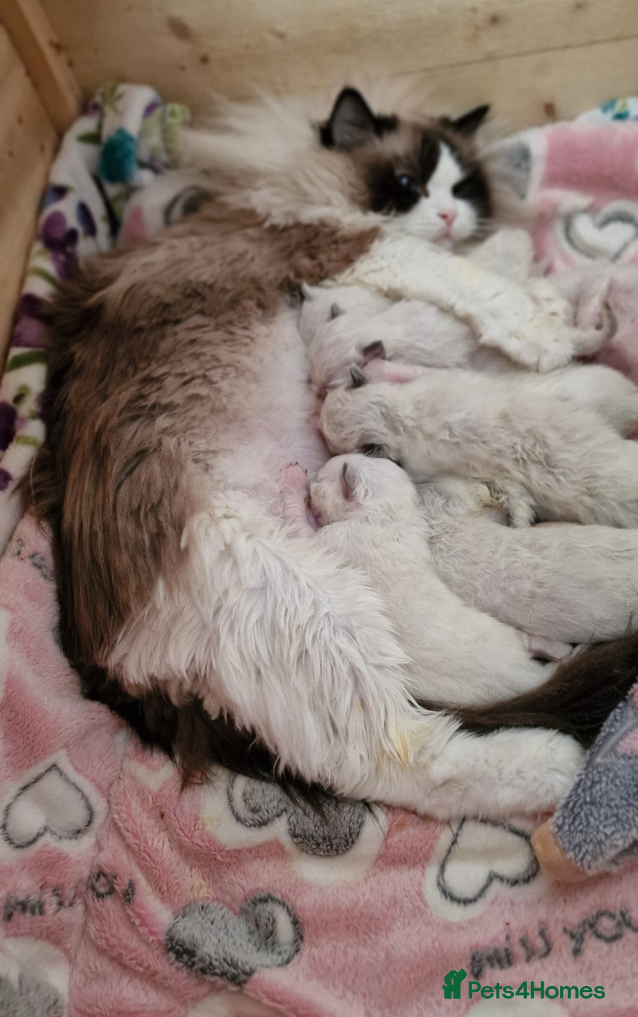 Ragdoll cats 🏆✨️Exclusive kittens from Champion parents🥇🐈 - Advert 1