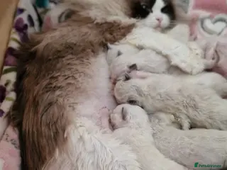 Ragdoll cats 🏆✨️Exclusive kittens from Champion parents🥇🐈 - Advert 1