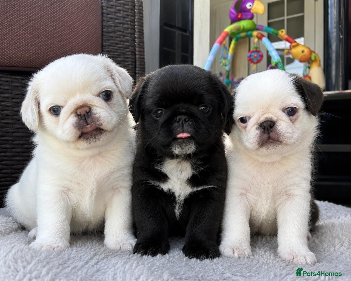 Pug dogs for sale: Beautiful Exotic Pug Puppies - Advert 1