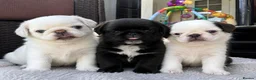 Pug dogs for sale: Beautiful Exotic Pug Puppies - Advert 1
